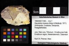 Foto (Objket + Etiketten) von Discutiolira moesica (Muţiu & Bădăluţă, 1971) 